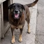 Fantástico revela detalhes da morte do cão Orelha; veja o vídeo